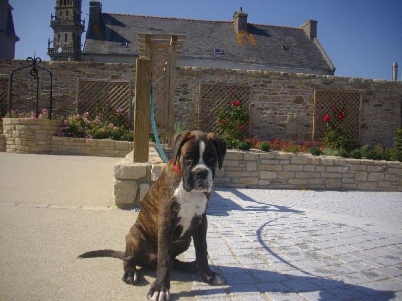 Du Domaine De Bréhounic - Boxer - Portée née le 24/04/2014